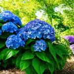 Are Hydrangeas Acid Loving Plants? Discover the Secret to Vibrant Blooms!