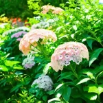 Unlock the Secret to Stunning Blooms: Pruning Lacecap Hydrangea Revealed!