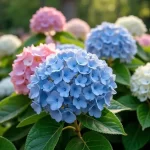 Transform Your Garden with the Stunning PG Hydrangea Tree: A Must-Have for Flower Enthusiasts!