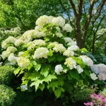 Discover the Best Oakleaf Hydrangea for Shade: A Gardener’s Guide to a Stunning Landscape