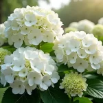 Discover the Alluring Beauty of Bigleaf Hydrangea White: A Gardener’s Dream!