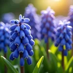 Discover the Allure of the Blue Hyacinth Plant: The Ultimate Guide to This Stunning Bloomer