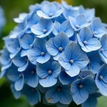 Discover the Beauty of the Blue Hydrangea Bush: A Guide to Cultivation and Care