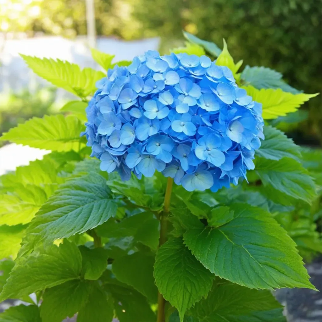 Blue Hydrangea Plant