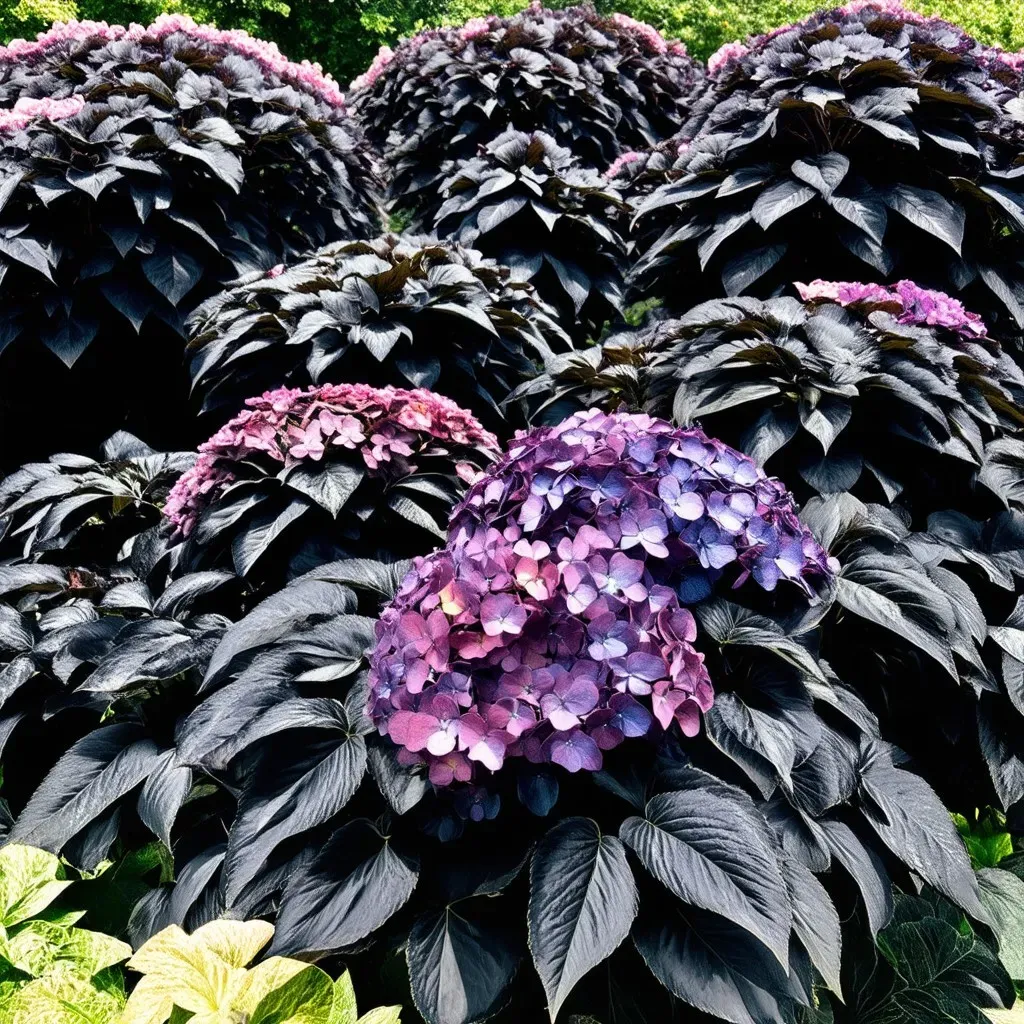 Dark Leaf Hydrangea Varieties