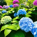 Unlock the Secrets of Hydrangea Macrophylla Care: Your Ultimate Guide to Growing Gorgeous Blooms!