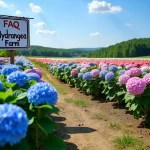 Discover the Blooms: Visit a Hydrangea Farm for an Unforgettable Floral Experience!