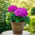 Discover the Magic of Flare Hydrangea: The Perfect Addition to Your Garden!