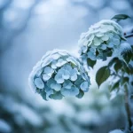 Frost Damage on Hydrangeas: How to Identify and Protect Your Blooms from the Chill!