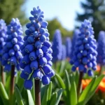 Discover the Best Blue Hyacinth for Sale: A Floral Haven Awaits You!