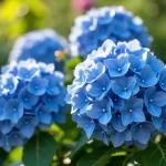 Unlock the Secrets: How to Care for Blue Hydrangeas Like a Pro!