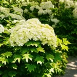 Unmasking the Hidden Issues: Problems with Oak Leaf Hydrangeas You Must Know