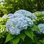 Unlock the Secrets of Prune Snowball Hydrangea for Thriving Blooms!