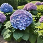 Transform Your Garden with a Huge Hydrangea: The Ultimate Showstopper!