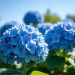 Discover the Captivating Charm of Hydrangea Mophead Blue: A Garden Treasure