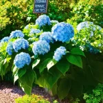 When Are Hydrangeas in Season? Discover the Blooming Magic of These Stunning Flowers!