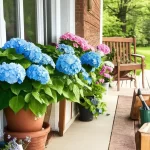 Transform Your Home with Front Porch Potted Hydrangeas: A Blooming Delight!