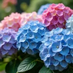 Discover the Biggest Hydrangea: A Guide to Giant Hydrangeas and Their Care