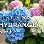 Find Stunning Hydrangea Flowers Near Me: The Ultimate Guide to Choosing and Caring for These Vibrant Blooms