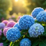 Discover the Most Stunning Pictures of Hydrangea Bushes: A Visual Feast for Garden Lovers