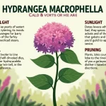 Unlock the Secrets of Hydrangea Macrophylla: The Ultimate Guide to Care and Varieties