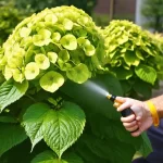 Battle Against Spider Mites on Hydrangea: Protect Your Blooms from These Tiny Pests!