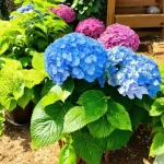 Discover the Secrets: How to Propagate Hydrangea and Grow a Lush Garden