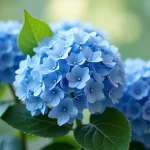 Unlock the Secrets of Everlasting Hydrangea: A Bloom That Defies Time!