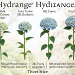 Unlock the Secrets: Your Ultimate Hydrangea Identification Chart Awaits!