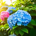 How Far Apart Do Hydrangeas Need to Be Planted? Find Out the Perfect Spacing for a Gorgeous Hydrangea Hedge!