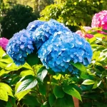 Unveiling the Best Hydrangeas for Zone 9: Your Ultimate Gardening Guide!