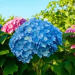 Discover the Best Time to Plant Hydrangeas in Georgia for a Vibrant Garden