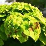 Unraveling the Mystery: What Causes Brown Spots on Hydrangea Leaves?