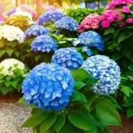 Mastering Pruning Hydrangeas in Oregon: Expert Tips for a Vibrant Bloom!