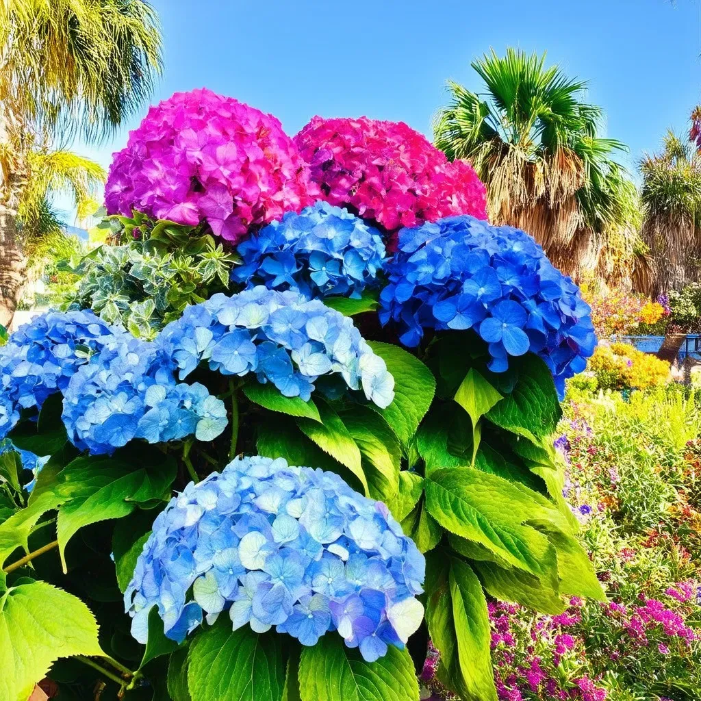 L.A. Dreamin Hydrangeas