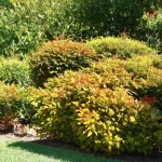 Unleash Nature’s Grandeur: Discover the Beauty of Large Leaf Shrubs for Your Garden