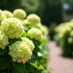 Little Lime vs Limelight Hydrangea: Which Vibrant Variety Will Transform Your Garden?