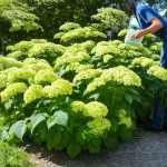 Unlock the Secret to Vibrant Blooms: The Ultimate Limelight Hydrangea Fertilizer Guide!