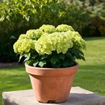 Transform Your Garden with Stunning Limelight Hydrangeas in Pots: The Ultimate Care Guide