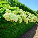 Unlocking the Secret: How Far Apart to Plant Limelight Hydrangeas for a Stunning Garden