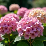 Discover the Charm of the Love a Lot Pink Hydrangea: Your Guide to This Stunning Bloom