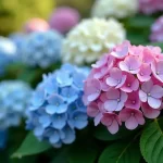 Discover the Floriferous Magic of LA Dreamin Hydrangea: A Multi-Colored Marvel for Your Garden!