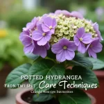 Unlocking the Secret: Potted Hydrangea Temperature Tolerance Revealed!