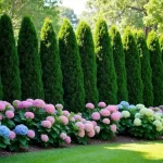 Discover the Perfect Pair: Arborvitae and Hydrangea for a Stunning Privacy Hedge!