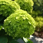 Unveiling the Beauty of Green Hydrangeas: More Than Just a Colorful Bloom