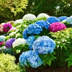 Do Hydrangeas Come Back Every Year? The Secret to Year-Round Blooms Revealed!