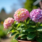 When Can I Put My Potted Hydrangea Outside? Discover the Best Timing for Your Blooms!